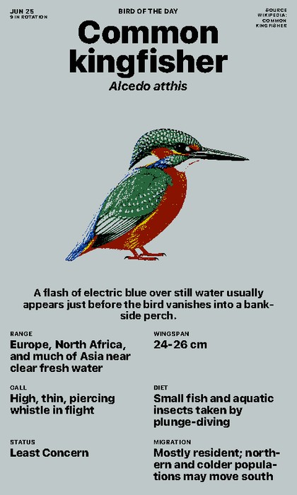 Bird of the Day Screenshot, Standardansicht im Hochformat