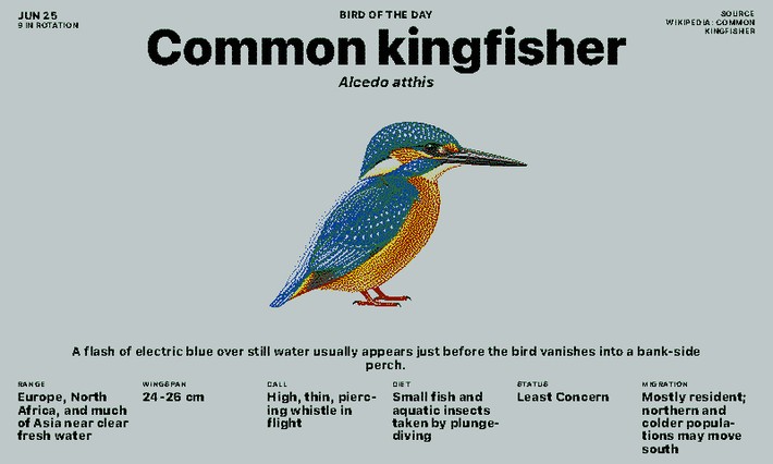 Bird of the Day Screenshot, Standardansicht im Querformat
