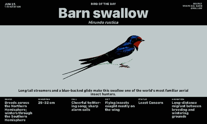 Bird of the Day Screenshot, Rauchschwalbe im Querformat